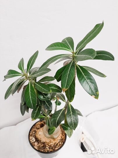 Адениум взрослый