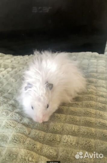 Ангорский хомяк (сирийский длинношерстный)