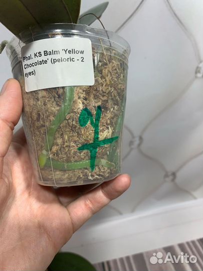 Бабочка Жёлтый шоколад орхидея