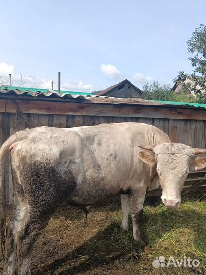 Быки на мясо