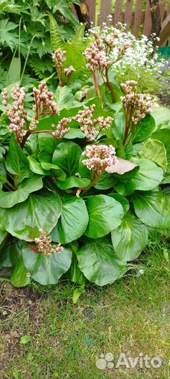 Бадан саженцы