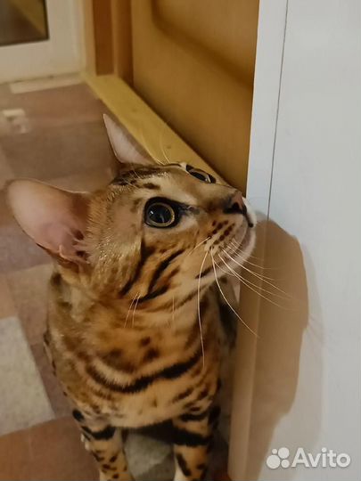 Бенгальский кот вязка
