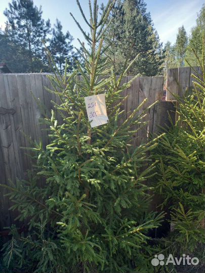 Ель, живая изгородь, саженцы ель обык