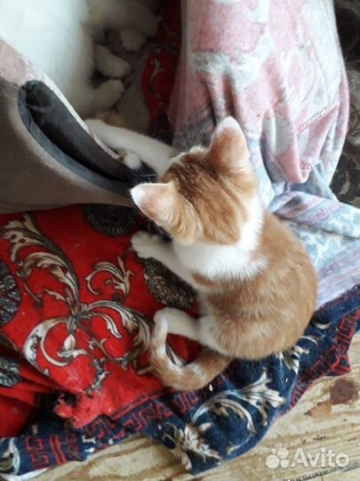 Котятки в дар