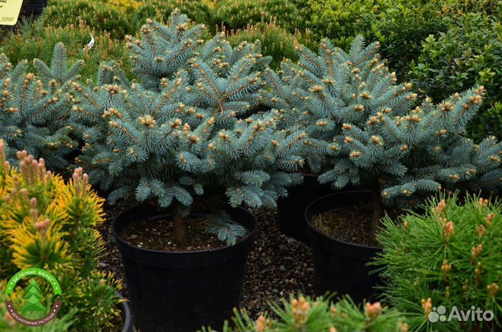 Ель Глаука глобоза укорененная