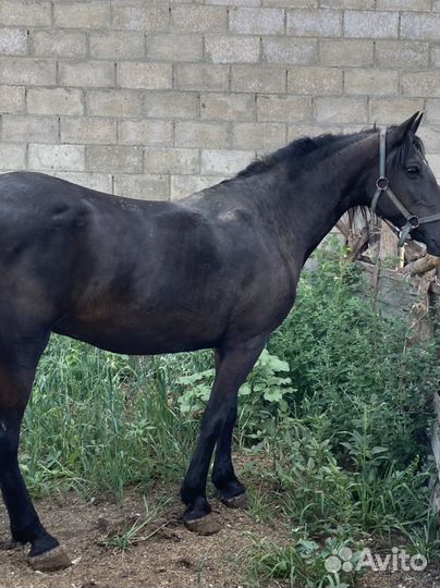 Лошадь верховая