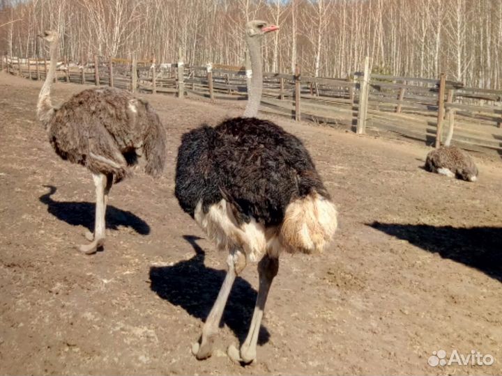 Фазаны,индюки и многое другое