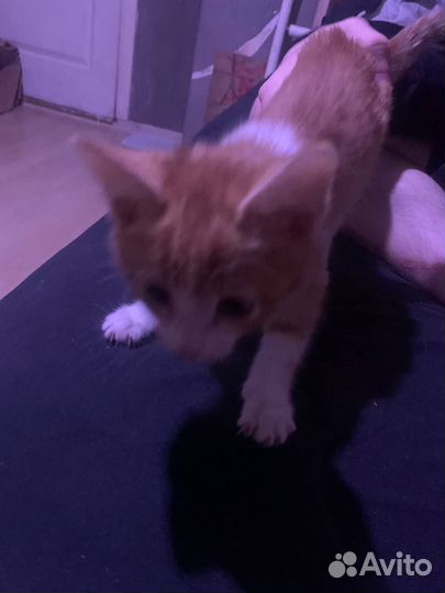 Отдаю 2 котят в добрые руки
