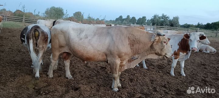 Бык на племя