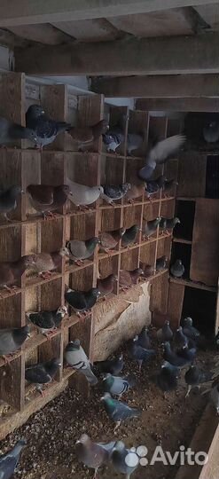 Продам спортивных голубей