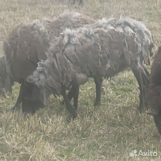 Овцы Козлята