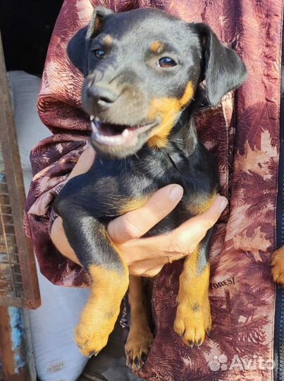 Щенки ягдтерьера