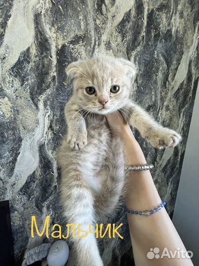 Вислоухие котята