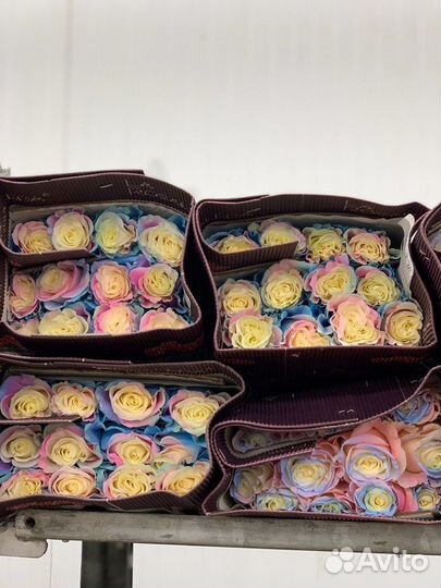 Розы уникальные