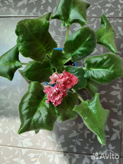 Фиалки цветущие, Филадендрон Биркин