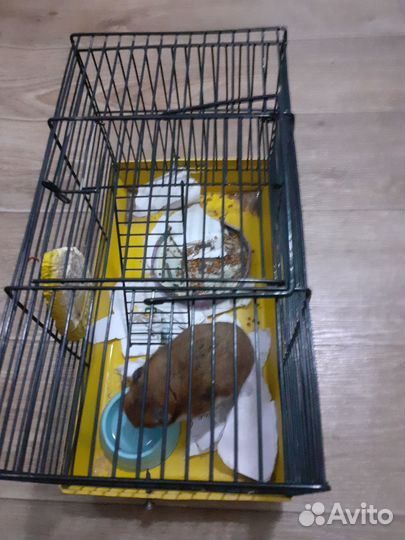 Джунгарские хомячки с клеткой