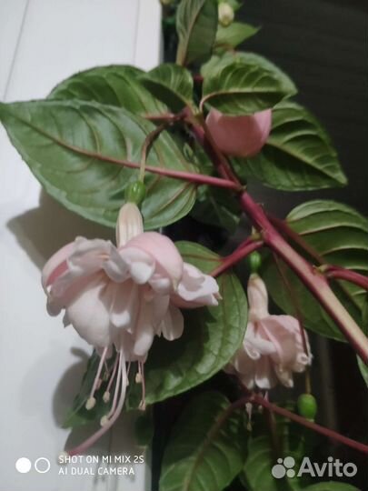 Фуксия сортовая