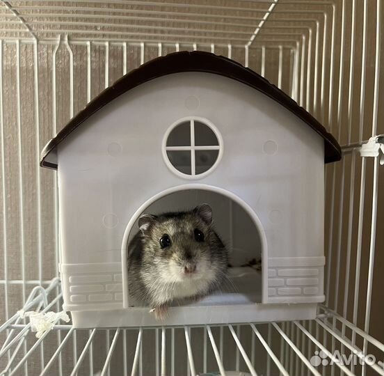Клетка для хомяка