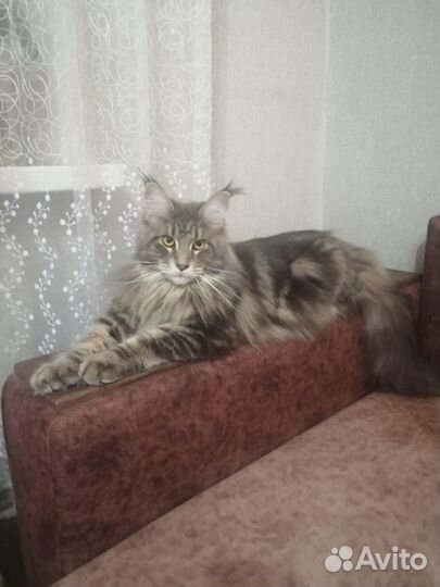 Кошки мейн-кун