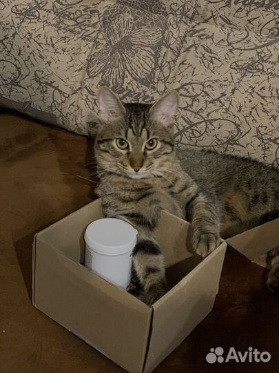 Кот вязка