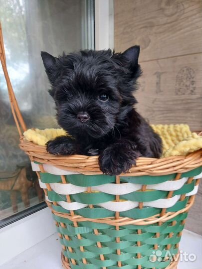 Чёрный йорк Цветной йорк