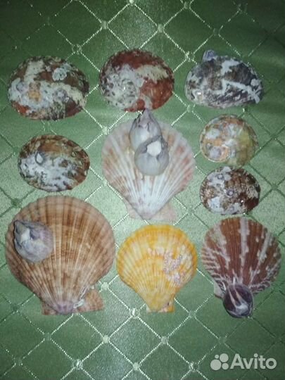 Набор ракушек с барнаклом