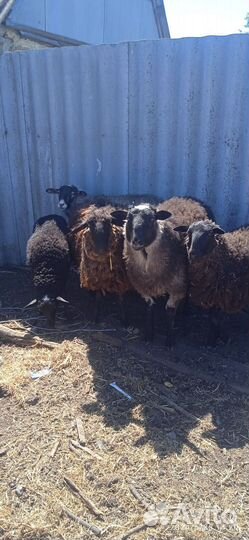 Продам Баранов на развод.4 ярки, 1 баран