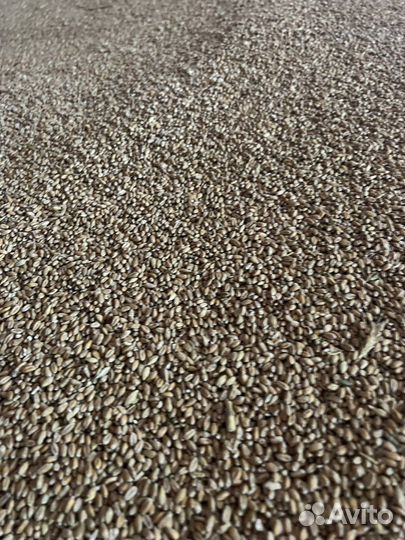 Ячмень, пшеница