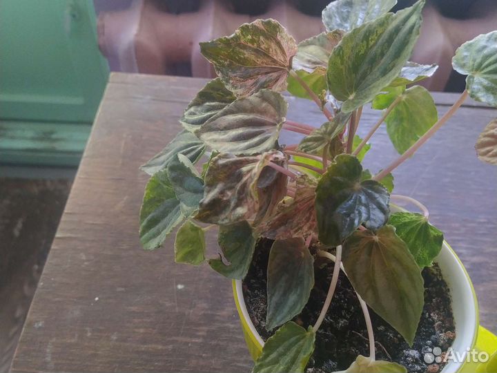 Пеперрмия сплеш