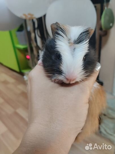 Морская свинка