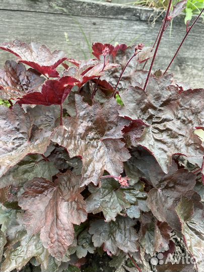 Гейхеры, пузыреплодники, спирея