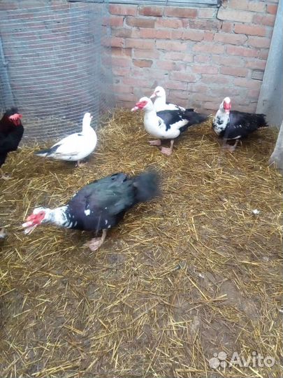 Циплята домашнии,индоутята, кролики