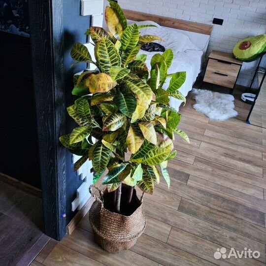 Банановая пальма