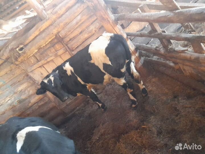 Корова стельная и бычок