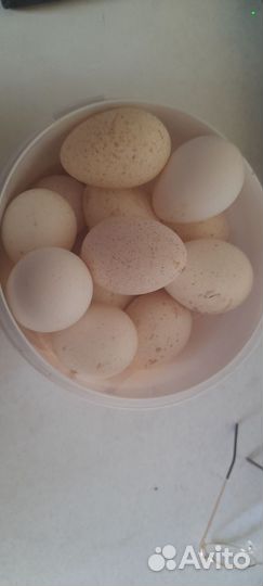 Продам яйцо перепелиное