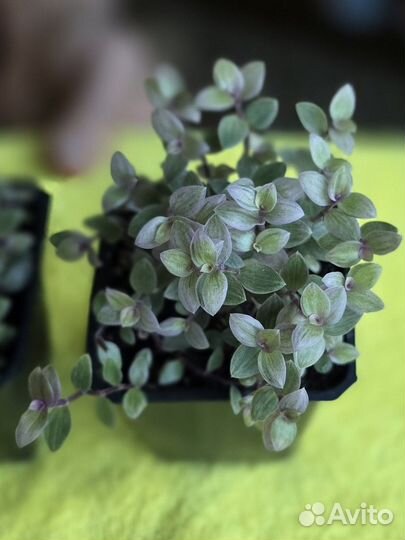 Кализия розовая пантера