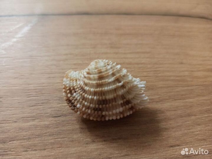 Морская раковина