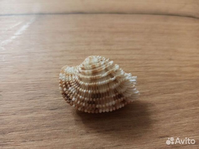 Морская раковина