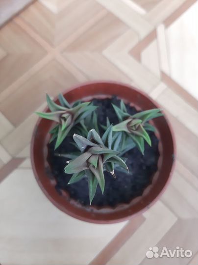 Хавортия Туртуока или Извилистая