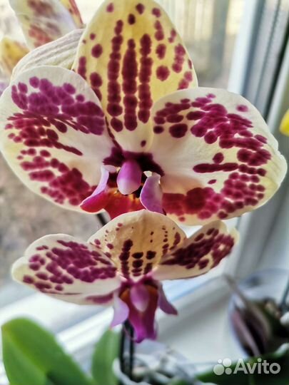 Пеларгония герань