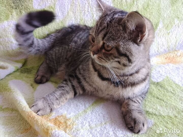 Кошка шотландка