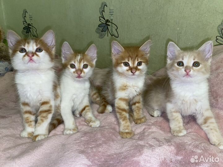 Кошечки в добрые и надежные руки