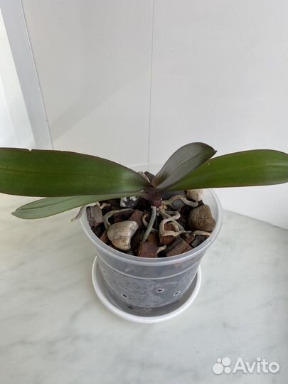 Орхидеи фаленопсис