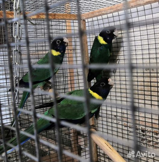 Волнистые и кореллы