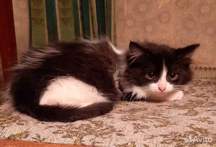 Пушистый малыш, спасенный из развалин