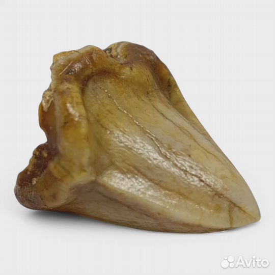 Зуб пещерной гиены