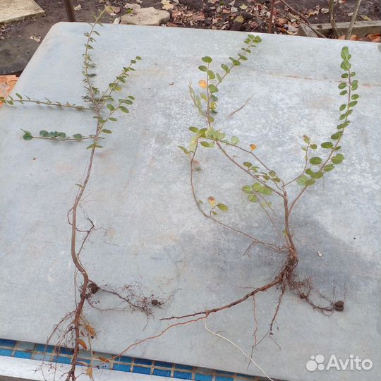 Кизильник горизонтальный