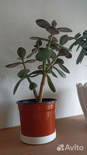 Денежное дерево