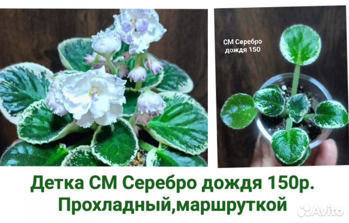 Фиалка,ромашка,ясколка,примула