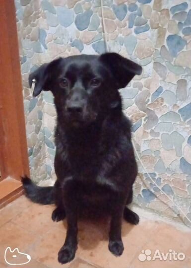 Собачуля красотуля